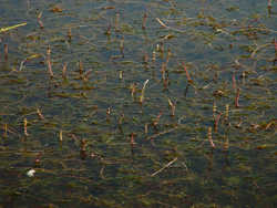 Myriophylle à épis