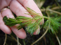Myriophylle à épis